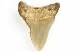 Fossil Megalodon Tooth - North Carolina #190941-1
